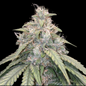 Gorilla Glue #4 Autoflower Seed