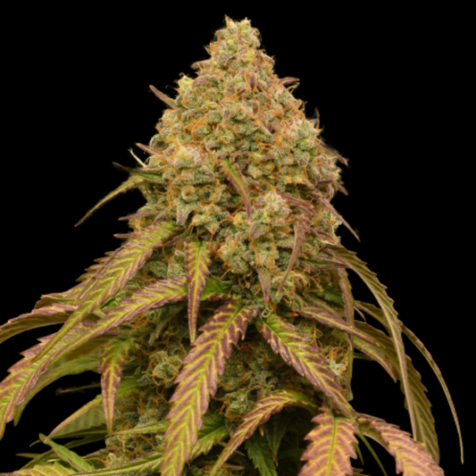 Bruce Banner Autoflower Seed