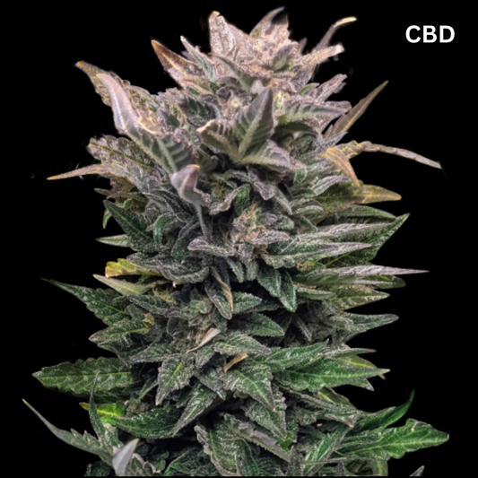 CBD Kush Autoflower Seed