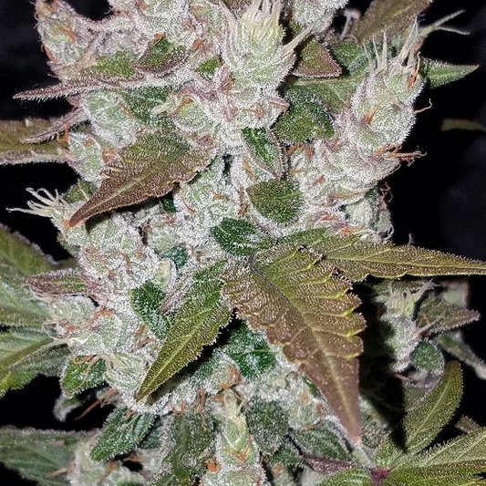 Girl Scout Cookies Autoflower Seed