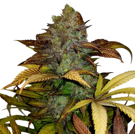 Sour Diesel Feminised Seed