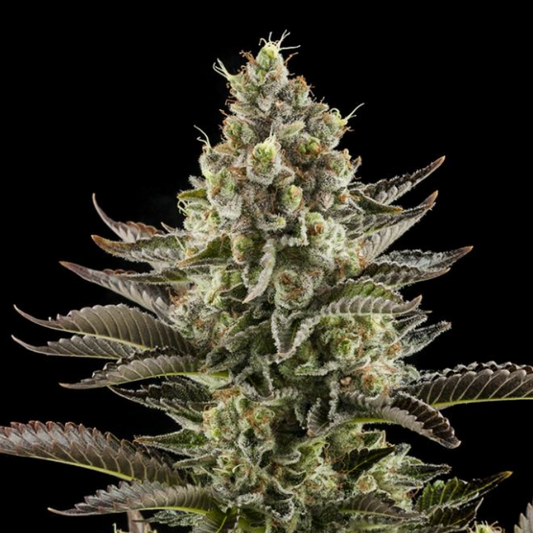 White Widow Feminised Seed