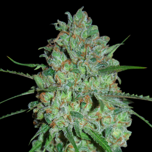 Afghan Skunk Feminised Seed