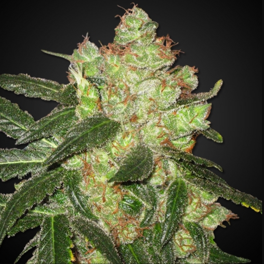 AK 47 Feminised Seed