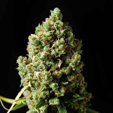 Jack Herer Autoflower Seed