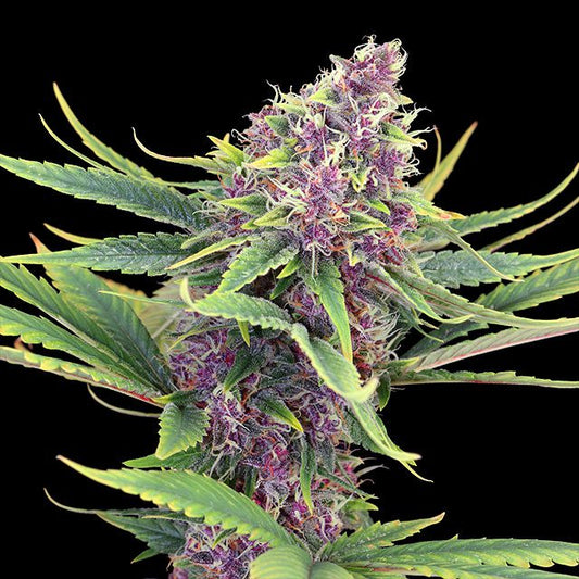 Purple Kush Feminised Seed